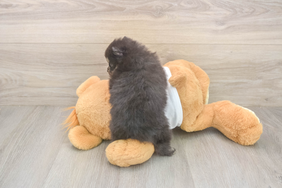 Meet Watts - our Pomeranian Puppy Photo  3/3 - Simply Southern Pups Pomeranian Pup Being Cute