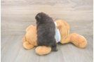 Meet Watts - our Pomeranian Puppy Photo  3/3 - Simply Southern Pups Pomeranian Pup Being Cute