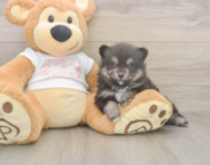 7 week old Pomeranian Puppy For Sale - Simply Southern Pups