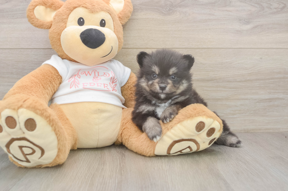 5 week old Pomeranian Puppy For Sale - Simply Southern Pups