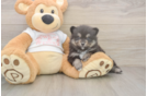Meet Watts - our Pomeranian Puppy Photo  1/3 - Simply Southern Pups Little Pomeranian Purebred Pup