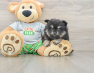 8 week old Pomeranian Puppy For Sale - Simply Southern Pups