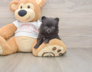 7 week old Pomeranian Puppy For Sale - Simply Southern Pups