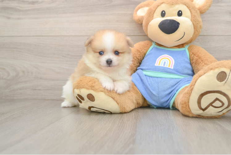 Cute Deutscher Spitz Purebred Puppy