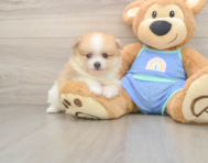 7 week old Pomeranian Puppy For Sale - Simply Southern Pups