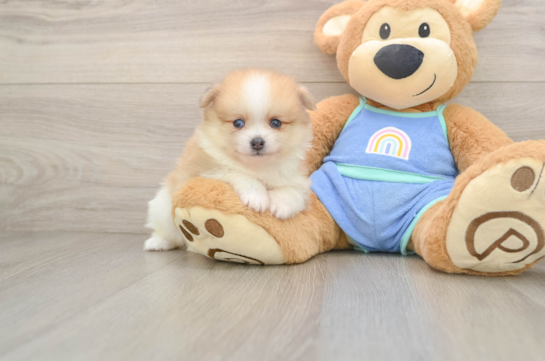 Cute Deutscher Spitz Purebred Puppy