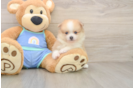 Best Pomeranian Baby