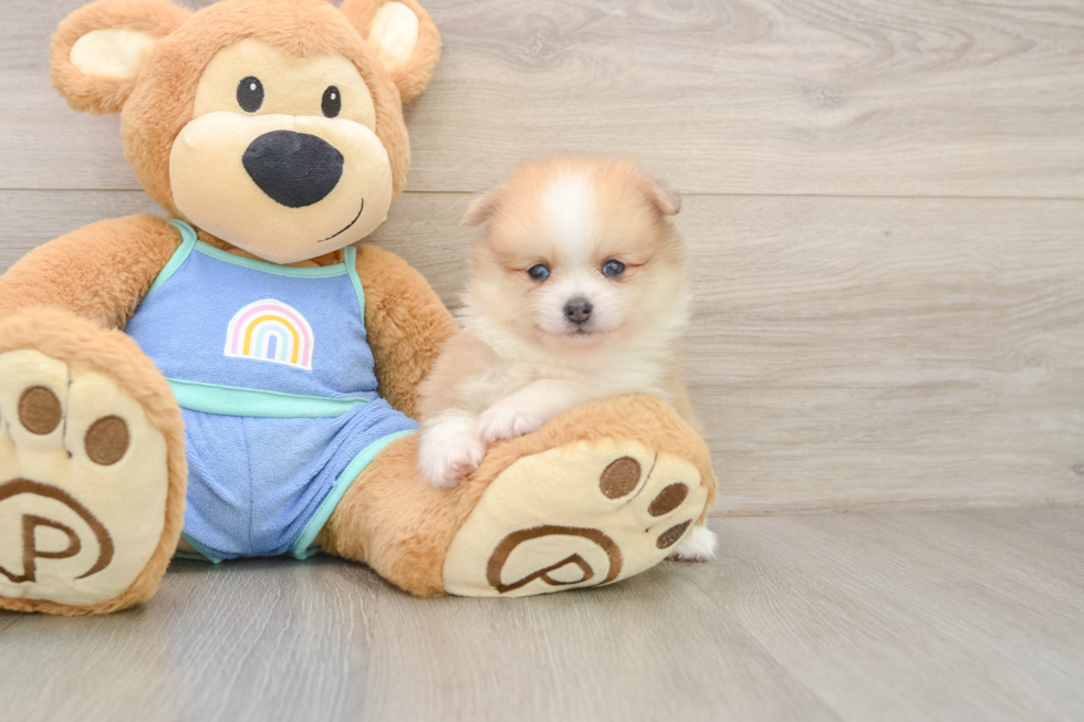 Best Pomeranian Baby