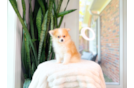 Cute Pomeranian Purebred Pup