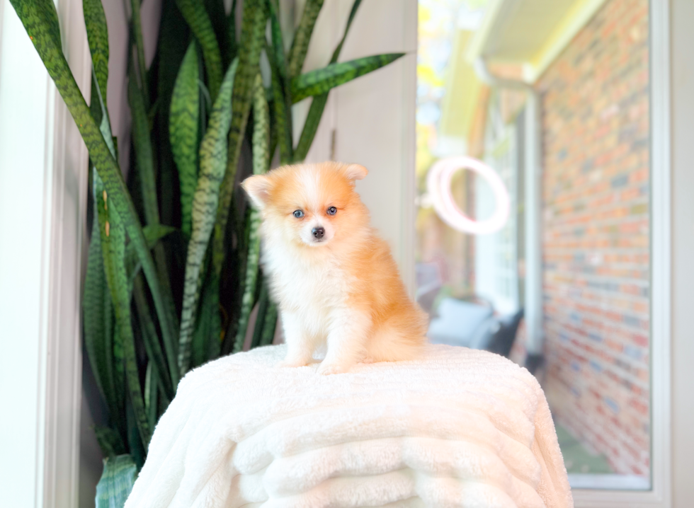 Cute Pomeranian Purebred Pup