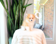 10 week old Pomeranian Puppy For Sale - Simply Southern Pups