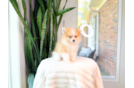 Best Pomeranian Baby