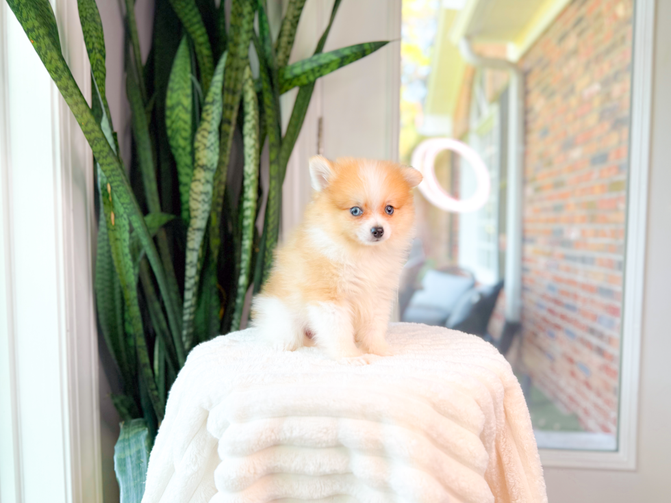 Best Pomeranian Baby