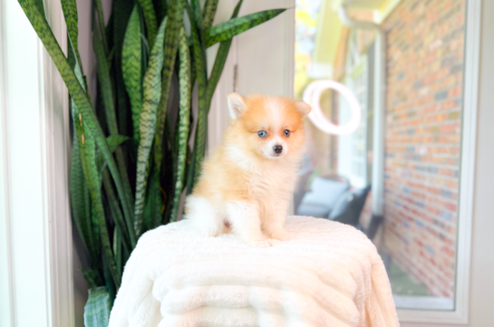 Best Pomeranian Baby