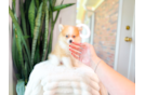 Pomeranian Puppy for Adoption