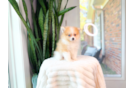 Pomeranian Pup Being Cute