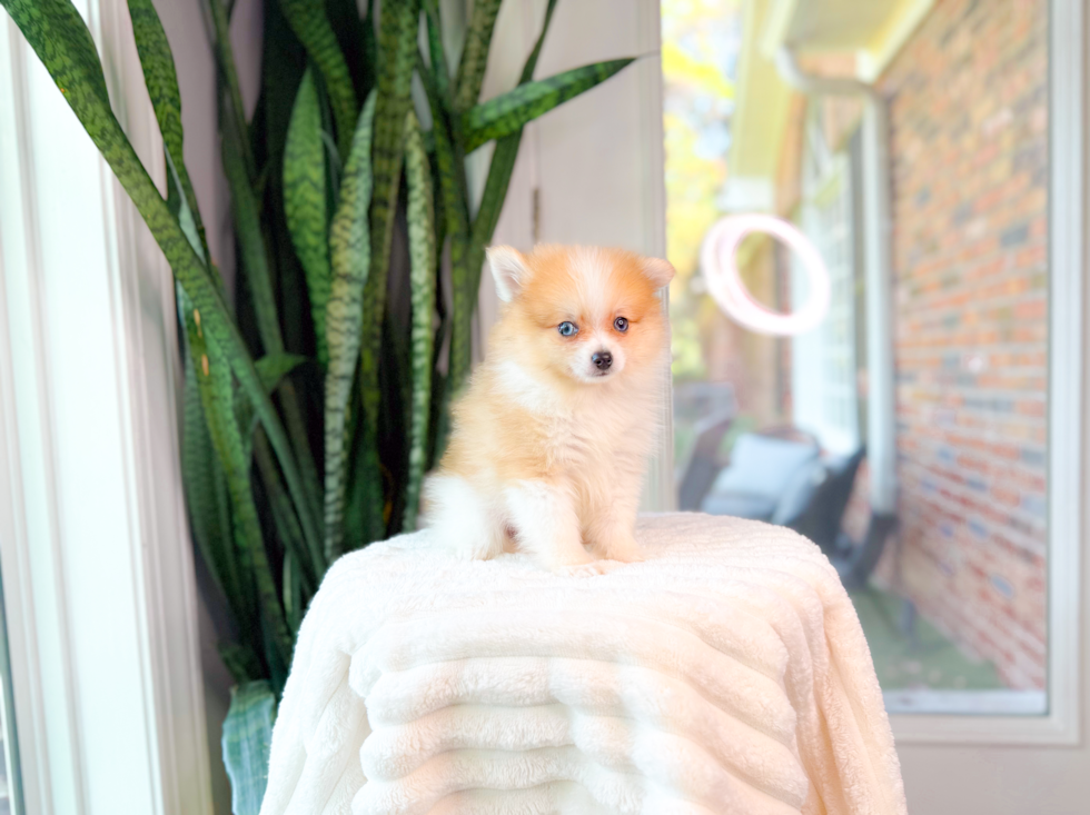 Pomeranian Pup Being Cute