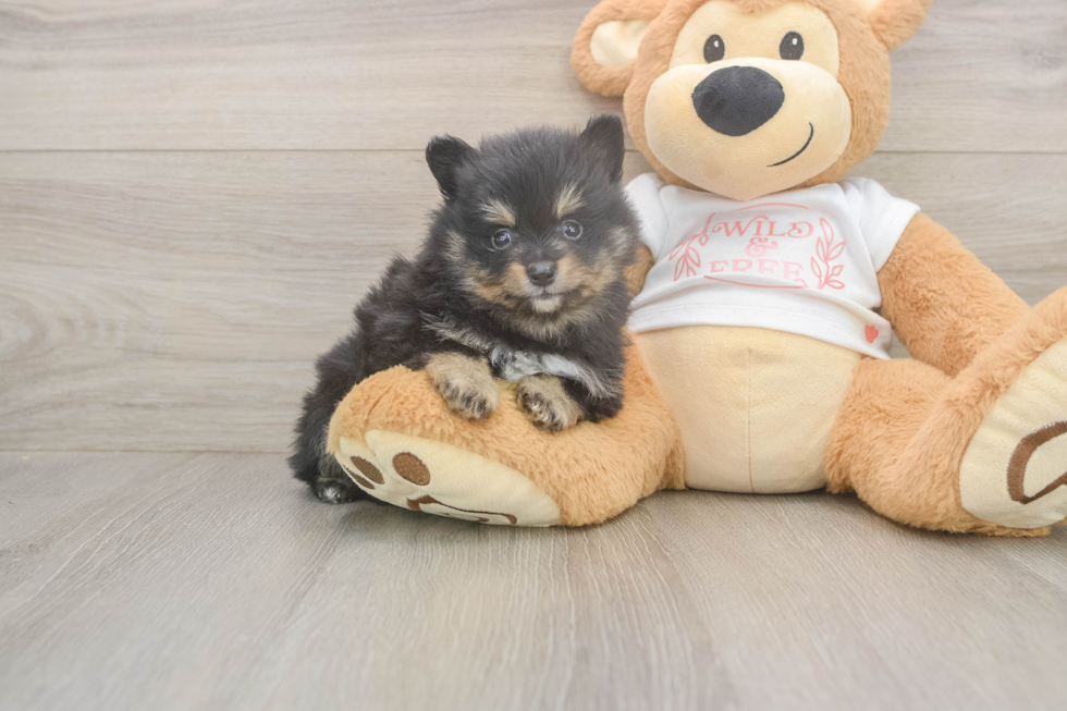 Meet Wayne - our Pomeranian Puppy Photo  2/3 - Simply Southern Pups Best Pomeranian Baby