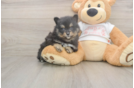 Meet Wayne - our Pomeranian Puppy Photo  2/3 - Simply Southern Pups Best Pomeranian Baby