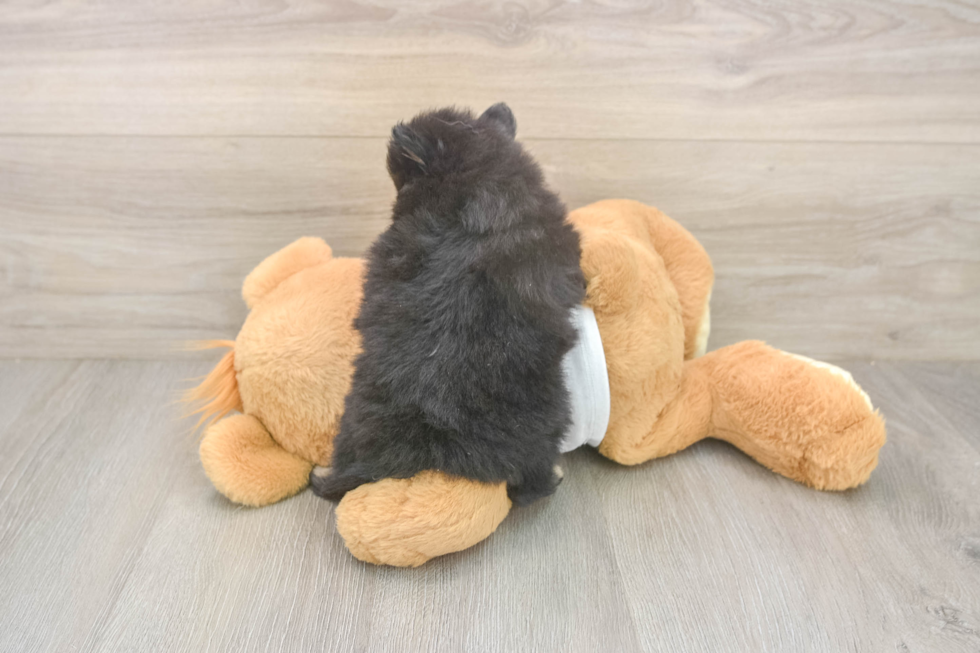 Meet Wayne - our Pomeranian Puppy Photo  3/3 - Simply Southern Pups Playful Pomeranian Baby