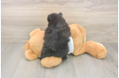 Meet Wayne - our Pomeranian Puppy Photo  3/3 - Simply Southern Pups Playful Pomeranian Baby