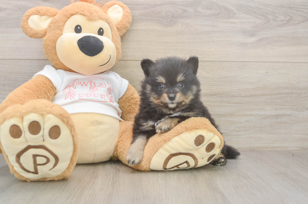 5 week old Pomeranian Puppy For Sale - Simply Southern Pups