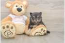 Meet Wayne - our Pomeranian Puppy Photo  1/3 - Simply Southern Pups Pomeranian Pup Being Cute
