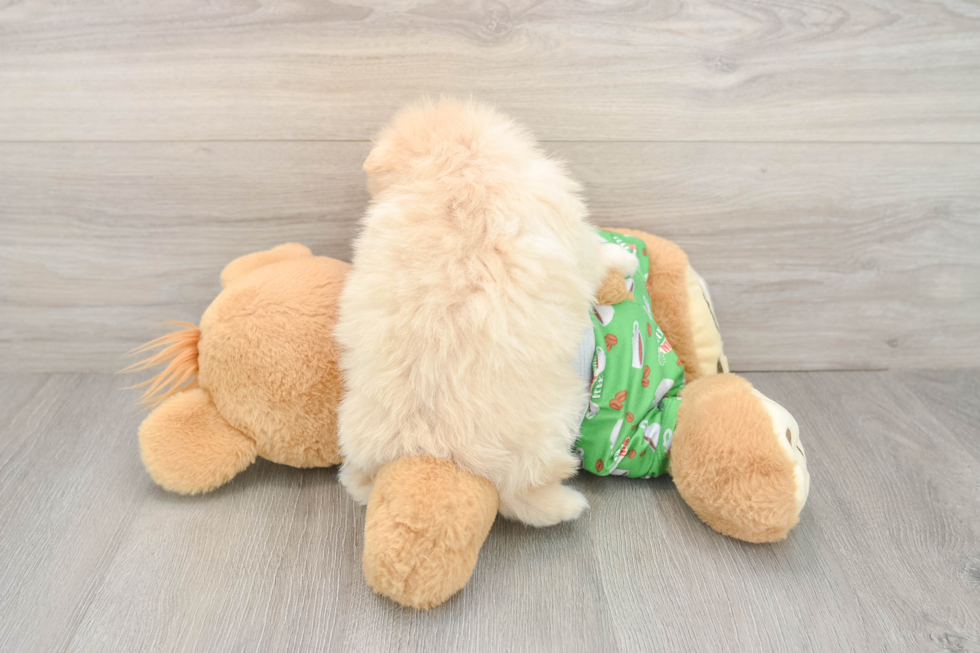 Little Pomeranian Baby