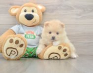 8 week old Pomeranian Puppy For Sale - Simply Southern Pups