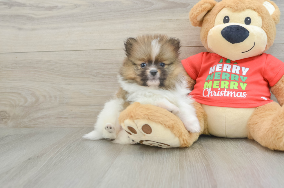 6 week old Pomeranian Puppy For Sale - Simply Southern Pups