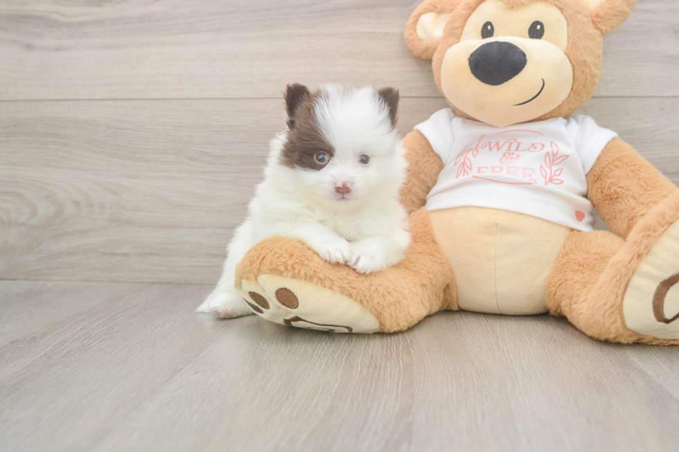 Meet Weston - our Pomeranian Puppy Photo  1/3 - Simply Southern Pups Cute Deutscher Spitz Purebred Puppy