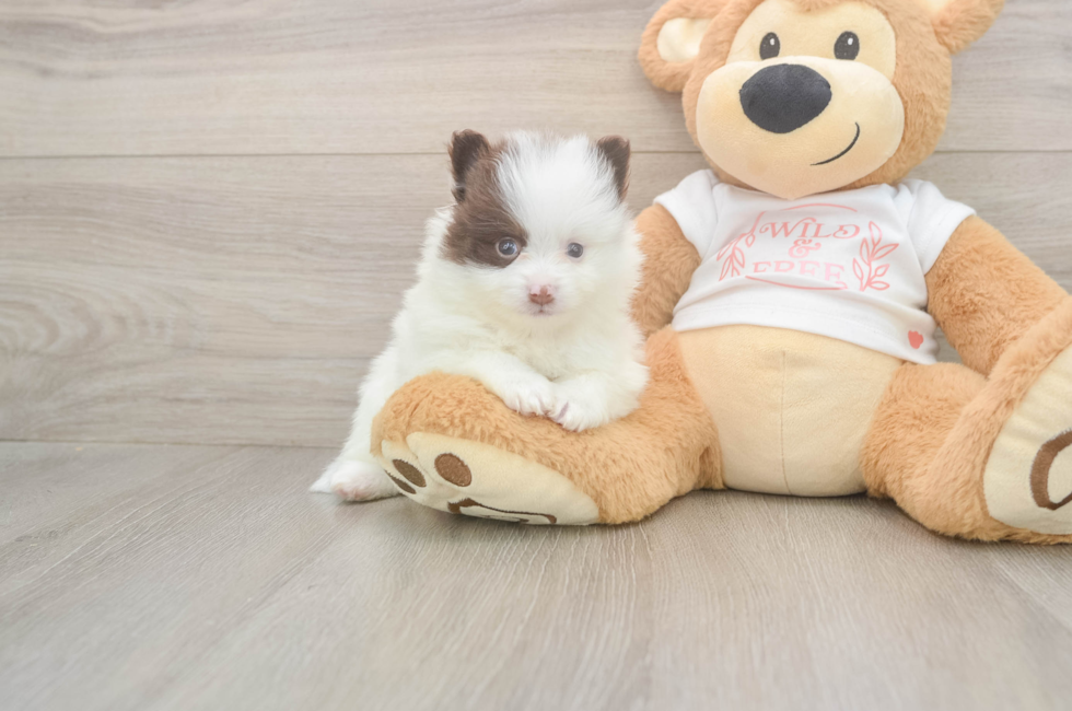 5 week old Pomeranian Puppy For Sale - Simply Southern Pups