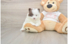 Meet Weston - our Pomeranian Puppy Photo  1/3 - Simply Southern Pups Cute Deutscher Spitz Purebred Puppy