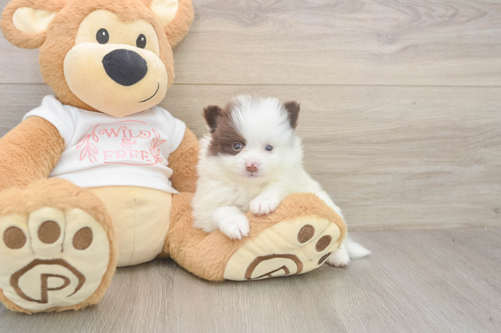 Meet Weston - our Pomeranian Puppy Photo  2/3 - Simply Southern Pups Best Pomeranian Baby