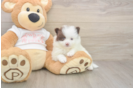 Meet Weston - our Pomeranian Puppy Photo  2/3 - Simply Southern Pups Best Pomeranian Baby