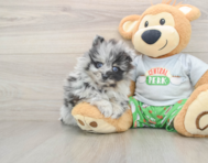 8 week old Pomeranian Puppy For Sale - Simply Southern Pups