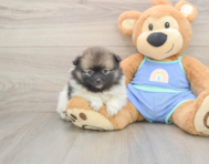 8 week old Pomeranian Puppy For Sale - Simply Southern Pups