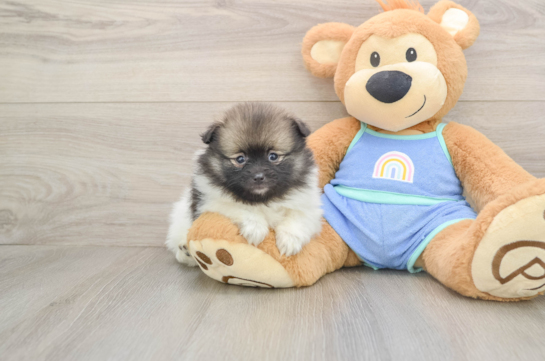 Pomeranian Pup Being Cute