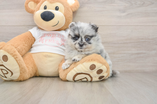 Happy Dwarf Spitz Purebred Puppy