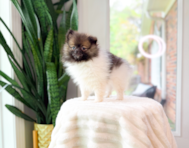 10 week old Pomeranian Puppy For Sale - Simply Southern Pups