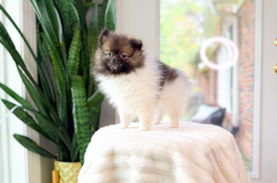 Cute Pomeranian Purebred Pup