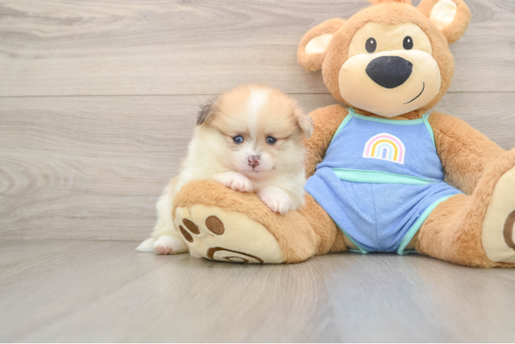 Funny Pomeranian Baby