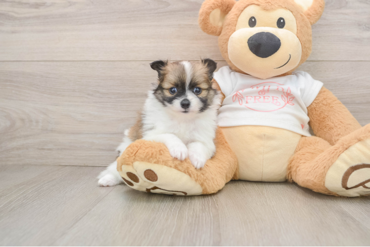 Funny Pomeranian Purebred Pup