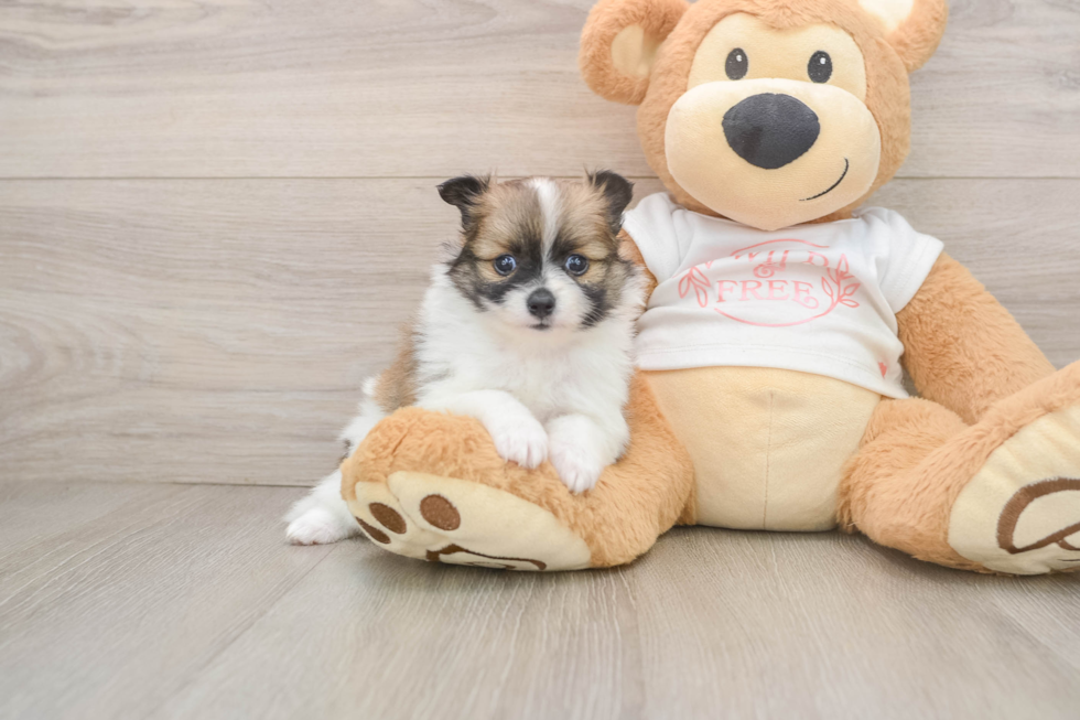 Funny Pomeranian Purebred Pup