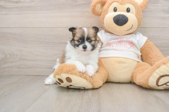 Funny Pomeranian Purebred Pup