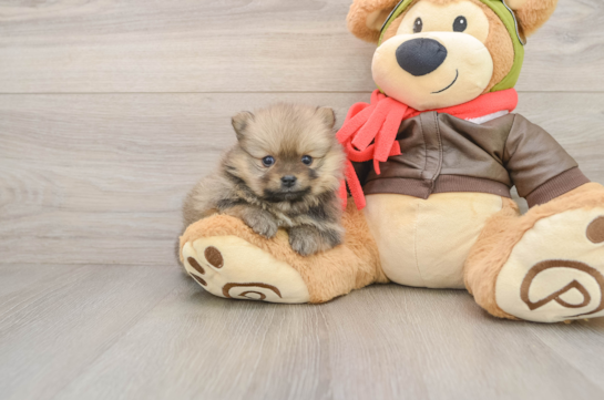 Little Pomeranian Baby