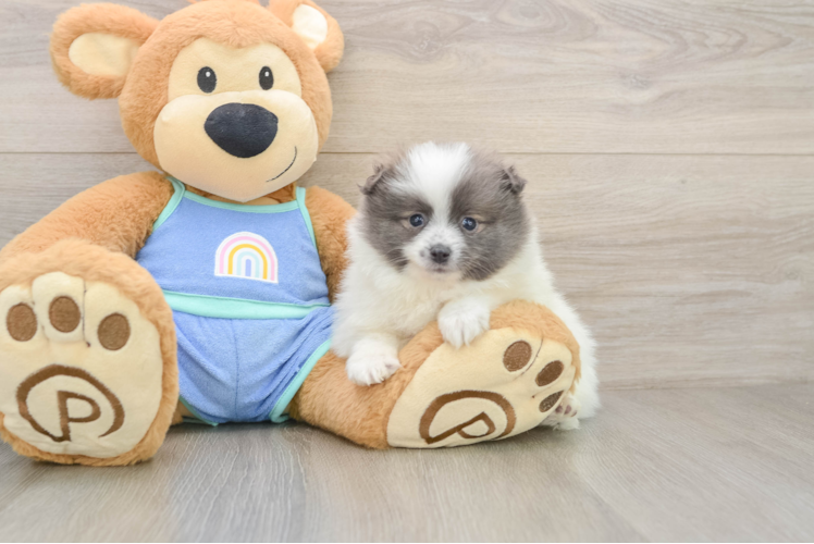Little Pomeranian Purebred Pup