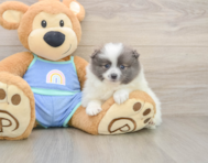 9 week old Pomeranian Puppy For Sale - Simply Southern Pups