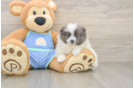 Little Pomeranian Purebred Pup