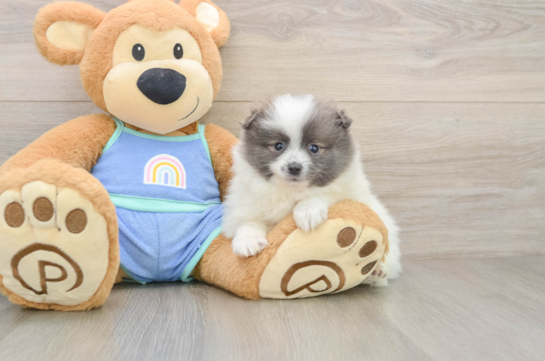Little Pomeranian Purebred Pup